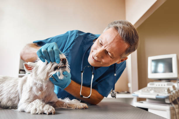 Best Knocked-Out Tooth (Avulsed Tooth) Treatment in Cayce, SC